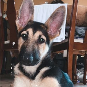 Meet your Posher, Allison